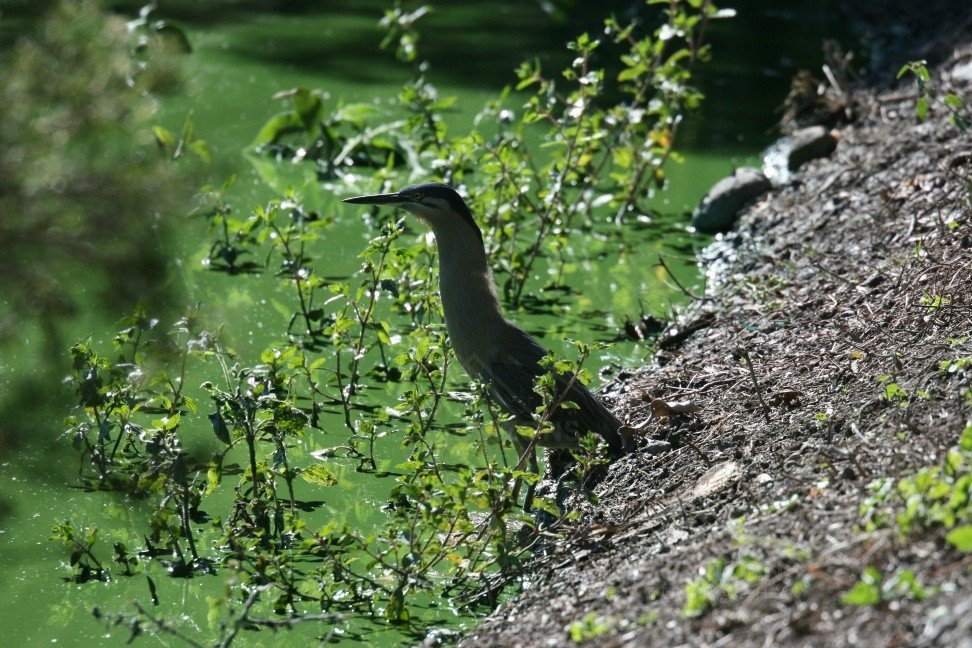 Striated heron standing at the edge of a green freshwater lagoon. Cooktown, QLD, Australia.