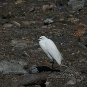 Eastern great egret standing among rocks in a dry riverbed. Karumba, QLD, Australia.