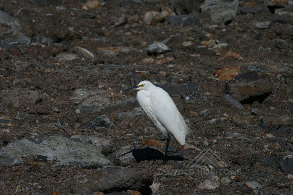 Eastern great egret standing among rocks in a dry riverbed. Karumba, QLD, Australia.