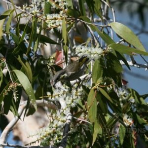 Brown honeyeater feeding among flowering eucalyptus branches. Mount Isa, QLD, Australia.