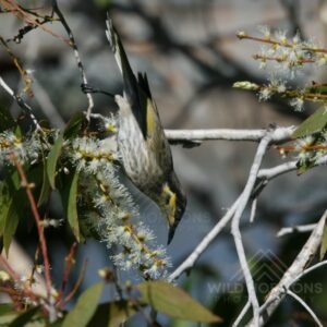 Yellow-tufted honeyeater hanging upside down while feeding on blossoms. Tennant Creek, NT, Australia.