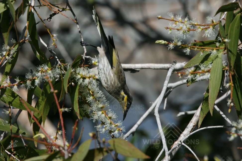 Yellow-tufted honeyeater hanging upside down while feeding on blossoms. Tennant Creek, NT, Australia.
