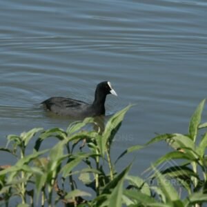 Eurasian coot swimming across calm freshwater with shoreline vegetation. Normanton, QLD, Australia.