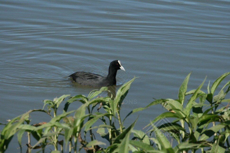 Eurasian coot swimming across calm freshwater with shoreline vegetation. Normanton, QLD, Australia.