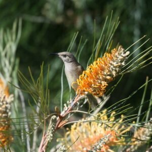 Brown honeyeater perched on flowering banksia in open woodland. Charters Towers, QLD, Australia.