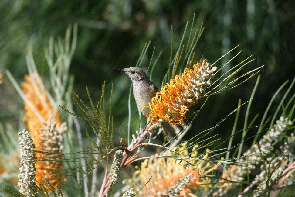 Brown honeyeater perched on flowering banksia in open woodland. Charters Towers, QLD, Australia.