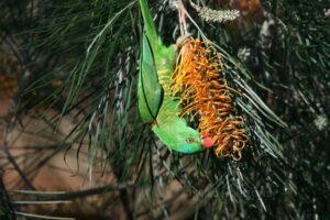 Scaly-breasted lorikeet feeding upside down on flowering banksia. Atherton, QLD, Australia.