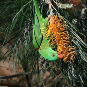 Scaly-breasted lorikeet feeding upside down on flowering banksia. Atherton, QLD, Australia.
