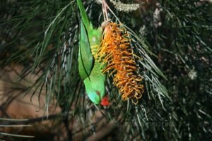 Scaly-breasted lorikeet clinging to banksia flowers in woodland habitat. Atherton, QLD, Australia.