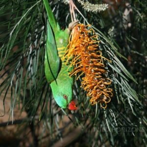 Scaly-breasted lorikeet clinging to banksia flowers in woodland habitat. Atherton, QLD, Australia.
