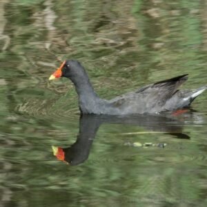 Dusky Moorhen Swimming Through Lily Pads. Daly River, Northern Territory, Australia.