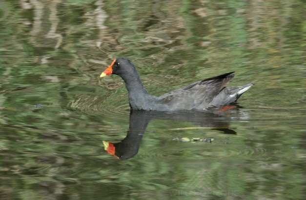 Dusky Moorhen Swimming Through Lily Pads. Daly River, Northern Territory, Australia.