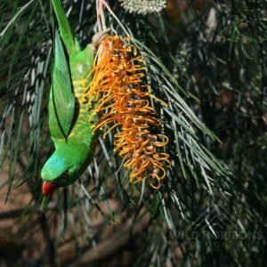 Scaly-breasted lorikeet feeding upside down on native banksia blooms. Atherton, QLD, Australia.