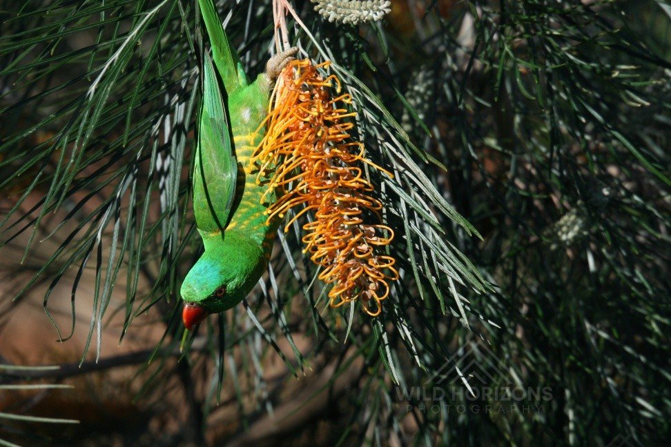 Scaly-breasted lorikeet feeding upside down on native banksia blooms. Atherton, QLD, Australia.