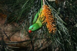Scaly-breasted lorikeet feeding upside down on flowering banksia. Atherton, QLD, Australia.