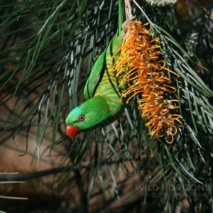 Scaly-breasted lorikeet feeding upside down on flowering banksia. Atherton, QLD, Australia.