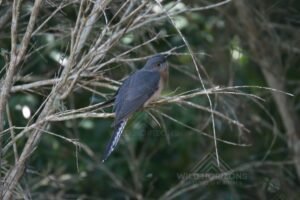 Fan-tailed cuckoo perched among dense woodland branches. Katherine, NT, Australia.
