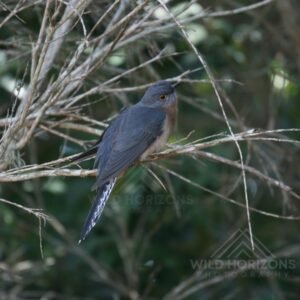 Fan-tailed cuckoo perched among dense woodland branches. Katherine, NT, Australia.