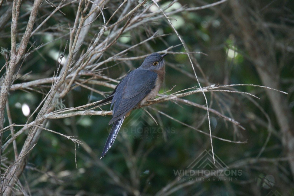 Fan-tailed cuckoo perched among dense woodland branches. Katherine, NT, Australia.