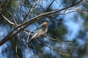 Fan-tailed cuckoo perched in open woodland with blue sky backdrop. Katherine, NT, Australia.