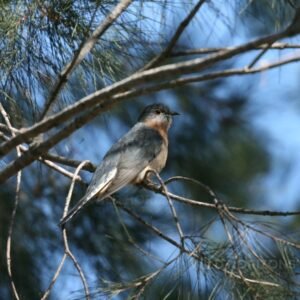 Fan-tailed cuckoo perched in open woodland with blue sky backdrop. Katherine, NT, Australia.