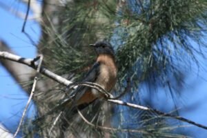 Fan-tailed cuckoo perched on a branch in sunlit woodland. Katherine, NT, Australia.