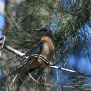 Fan-tailed cuckoo perched on a branch in sunlit woodland. Katherine, NT, Australia.
