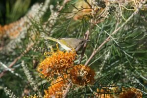 Brown honeyeater feeding on flowering banksia in open woodland. Charters Towers, QLD, Australia.