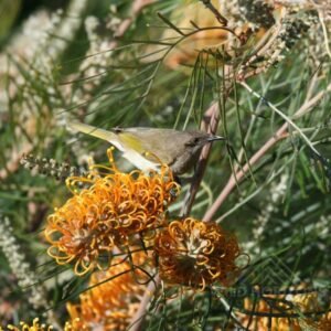 Brown honeyeater feeding on flowering banksia in open woodland. Charters Towers, QLD, Australia.