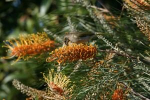 Brown honeyeater feeding among flowering banksia in open woodland. Charters Towers, QLD, Australia.