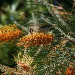 Brown honeyeater feeding among flowering banksia in open woodland. Charters Towers, QLD, Australia.