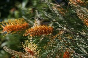 Brown honeyeater perched on banksia flowers in sunlit woodland. Charters Towers, QLD, Australia.