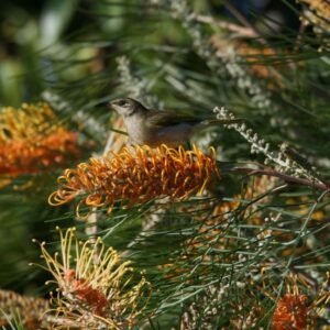 Brown honeyeater perched on banksia flowers in sunlit woodland. Charters Towers, QLD, Australia.