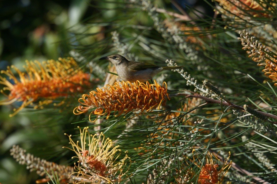 Brown honeyeater perched on banksia flowers in sunlit woodland. Charters Towers, QLD, Australia.