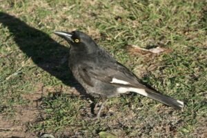 Pied currawong standing on grass with white wing patch visible. Longreach, QLD, Australia.