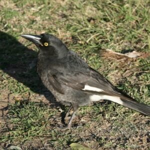 Pied currawong standing on grass with white wing patch visible. Longreach, QLD, Australia.