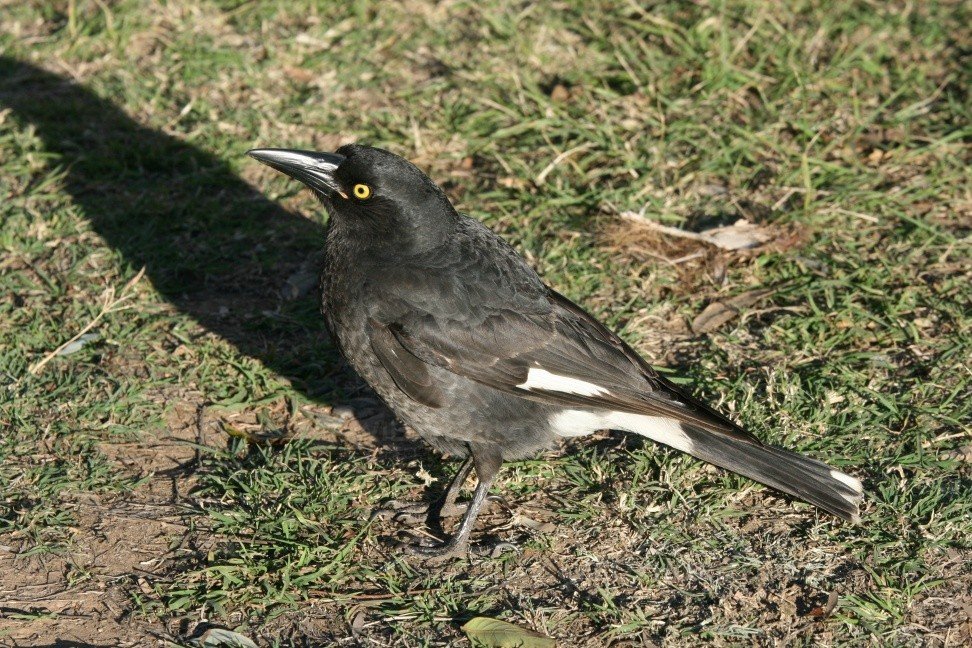 Pied currawong standing on grass with white wing patch visible. Longreach, QLD, Australia.