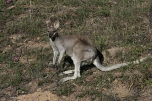 Whiptail wallaby resting on dry ground in open woodland. Charters Towers, QLD, Australia.