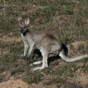 Whiptail wallaby resting on dry ground in open woodland. Charters Towers, QLD, Australia.
