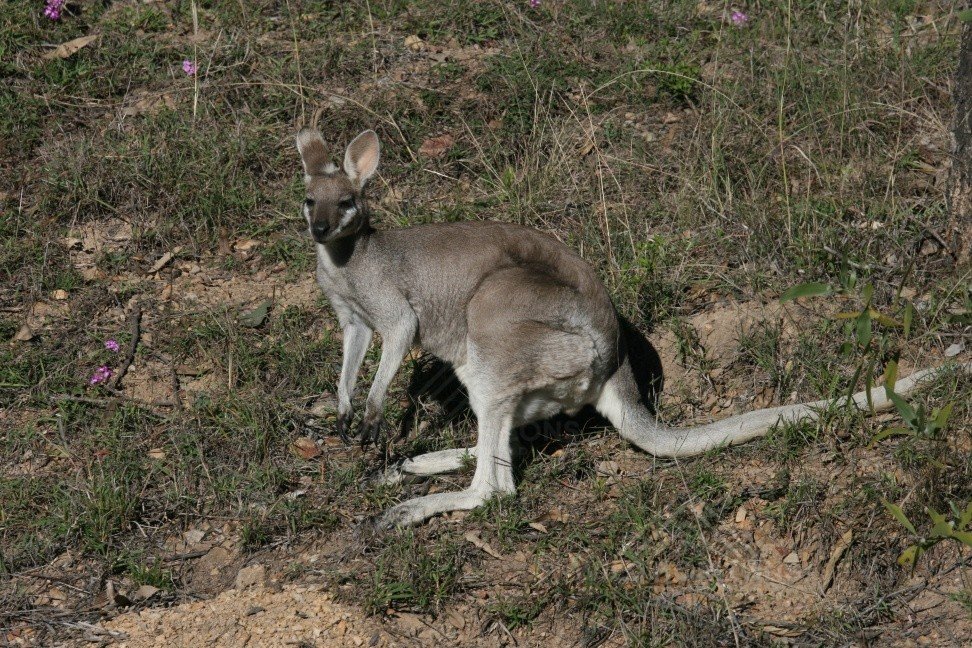 Whiptail wallaby resting on dry ground in open woodland. Charters Towers, QLD, Australia.