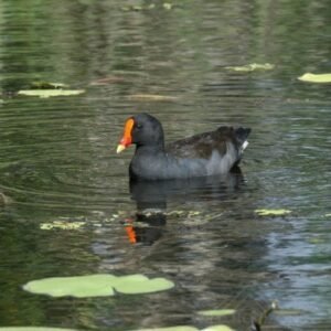 Dusky Moorhen Moving Across Still Water. Daly River, Northern Territory, Australia.
