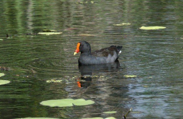 Dusky Moorhen Moving Across Still Water. Daly River, Northern Territory, Australia.