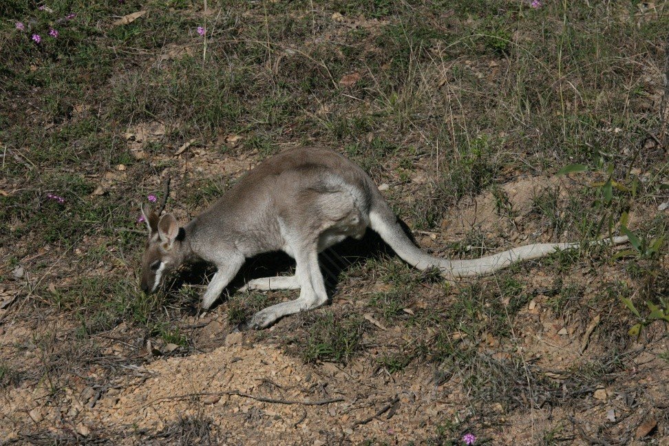 Whiptail wallaby grazing on sparse grass in open woodland. Charters Towers, QLD, Australia.