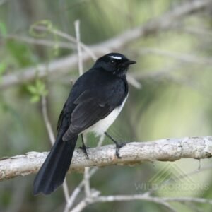 Willie Wagtail Perched on a Branch. Normanton, Queensland, Australia.