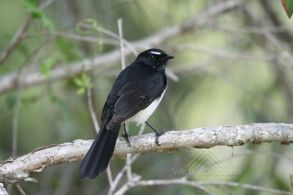Willie Wagtail Perched on a Branch. Normanton, Queensland, Australia.